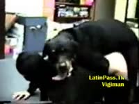 Zoophilia XXX - Black mutt finds a fresh playmate